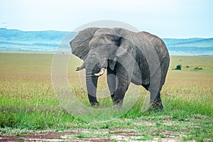 One elephants jn the grass