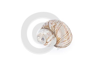 One empty snail shell