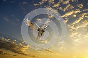 One Eurasian Eagle Owl or Eagle Owl. Flies with spread wings against a dramatic blue, yellow, orange sky. Red eyes stare