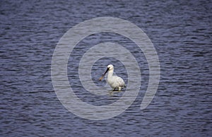 one eurasian spoonbill bird in the northsea