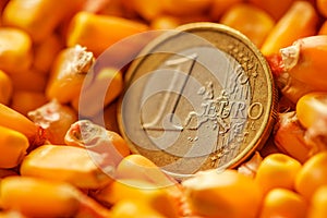 One Euro coin in harvested corn kernels heap