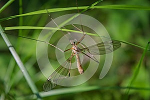 One european arsh Crane Fly - Big Schnake Tipula oleracea on blade of grass in green nature with copy space