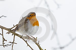 One european robin erithacus rubecula sitting on tree branch