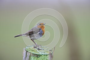 One european robin during winter time