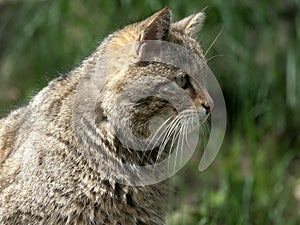 one European wild cat, Felis s. silvestris lies on a trunk and observes the surroundings