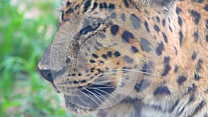 One eye black tiger or leopard or cheetah living in green grassland