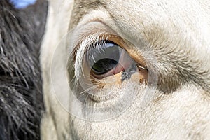 One eye cow, close up of a dairy black and white, looking calm and tranquil