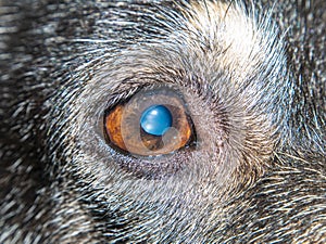 One eye of the dog is photographed at close range