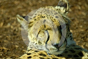 One Eye Leopard
