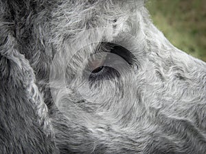 One eye of a poodle head with grey fur.