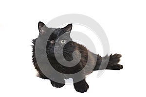 One-eyed black cat disabled lies insulated on white background