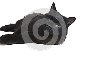 One-eyed black cat disabled lies insulated on white background