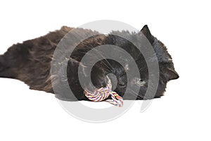 One-eyed black cat, a disabled person plays with a toy on white background