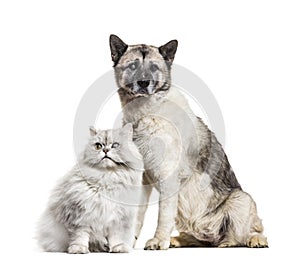 One-eyed blind cat and dog, isolated on white