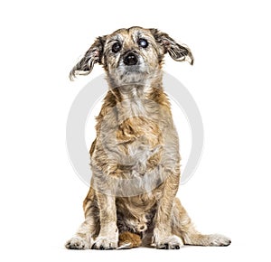One-eyed blind, Crossbreed dog, isolated