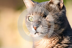 One eyed Cat Close-up