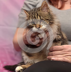 One-eyed cat in the hands