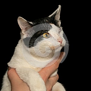 One-eyed cat with stitches on the eye after surgery. The concept of helping homeless animals. Eye disease after infection.