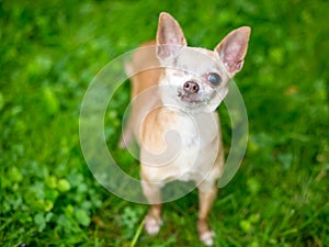 A one eyed Chihuahua dog standing outdoors