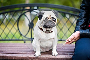 One-eyed dog and woman