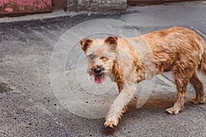 One-eyed ginger dog walking with the tongue out