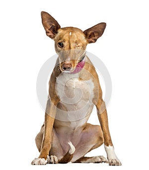 One-eyed Ibizan Hound (2 years old)