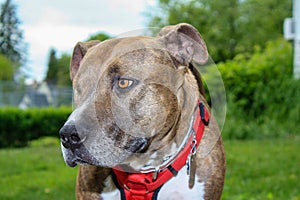 One Eyed Jack the pitbull rescue.