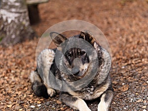 One eyed mongrel dog