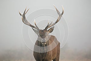 One-eyed Red Deer stag portrait Cervus elaphus head on