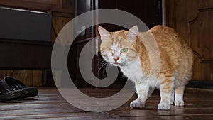 One eyed red cat