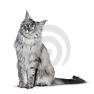 One eyed silver tortie Maine Coon cat on white