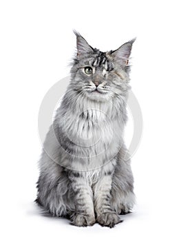 One eyed silver tortie Maine Coon cat on white