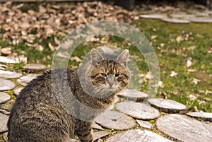 A one-eyed swashbuckler tom, a gray tabby with jagged ears.