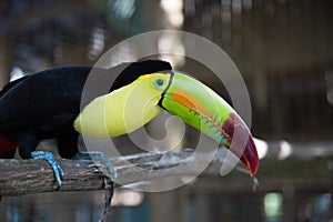 One Eyed Toucan in animal rescue