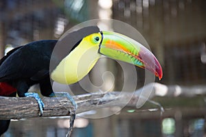 One Eyed Toucan in animal rescue