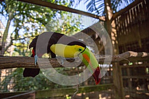 One Eyed Toucan in animal rescue