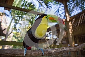 One Eyed Toucan in animal rescue