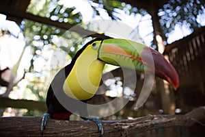 One Eyed Toucan in animal rescue