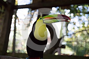 One Eyed Toucan in animal rescue
