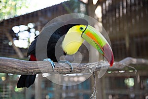 One Eyed Toucan in animal rescue