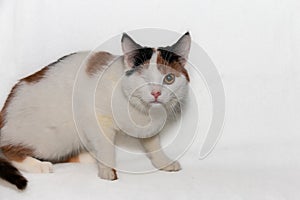 One-eyed tricolor cat after surgery. The concept of helping homeless animals. Eye diseases after infection. Vet clinic.