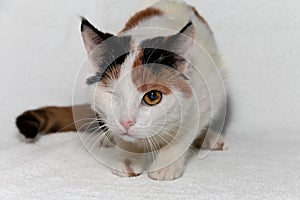 One-eyed tricolor cat after surgery. The concept of helping homeless animals. White background.