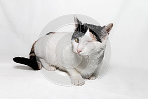 One-eyed tricolor cat after surgery. Eye diseases after infection. The concept of helping homeless animals. Vet clinic.