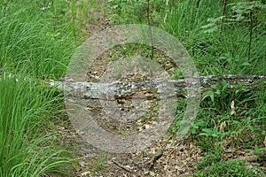 One fallen birch tree on a forest road