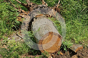 One fallen dry gray brown tree with roots and a cut