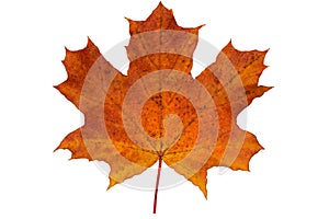 one fallen maple leaf