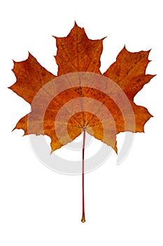 One fallen maple leaf