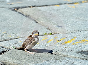 One fallen sparrow in street. Biblical parable or metaphor maybe