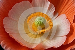 This is one of the famous flowers in the world called Iceland Poppy (Papaver nudicaule)