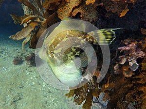 One fancy fish- the fan bellied leatherjacket